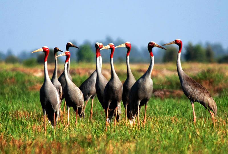 Cigogne au parc